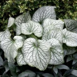 Brunnera Macrophylla 'Alexander's Great' -Planticaa Sales Store x600 21219