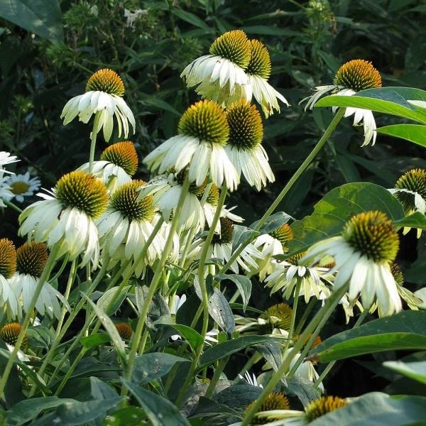 Echinacea Purpurea 'White Swan' 4 Echinacea Purpurea 'White Swan' - Image 2