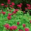 Monarda 'Raspberry Wine' -Planticaa Sales Store x600 21249