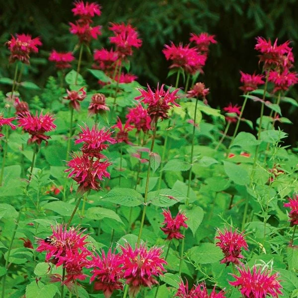 Monarda 'Raspberry Wine' 3 Monarda 'Raspberry Wine'