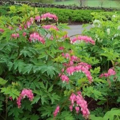 Dicentra Spectabilis -Planticaa Sales Store x600 21252