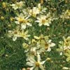 Coreopsis Verticillata 'Moonbeam' 1 Coreopsis Verticillata 'Moonbeam' -Planticaa Sales Store x600 21254