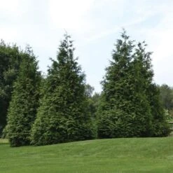 Thuja 'Green Giant' -Planticaa Sales Store x600 21257