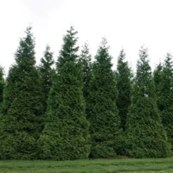 Thuja 'Green Giant' -Planticaa Sales Store x600 21258