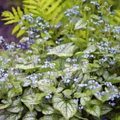 Brunnera Macrophylla 'Jack Frost' -Planticaa Sales Store x600 21308