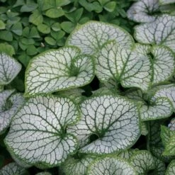 Brunnera Macrophylla 'Jack Frost' -Planticaa Sales Store x600 21309