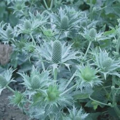 Eryngium Giganteum Miss Willmott's Ghost 7 Eryngium Giganteum Miss Willmott's Ghost -Planticaa Sales Store x600 21314