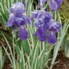 Iris Pallida 'Argentea Variegata' -Planticaa Sales Store x600 21349