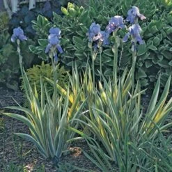 Iris Pallida 'Variegata Aurea' -Planticaa Sales Store x600 21350