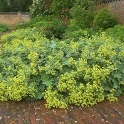 Alchemilla Mollis -Planticaa Sales Store x600 21356