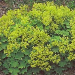Alchemilla Mollis -Planticaa Sales Store x600 21357