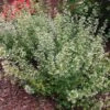 Calamintha Nepeta Subsp. Nepeta -Planticaa Sales Store x600 21362