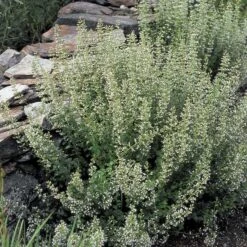 Calamintha Nepeta Subsp. Nepeta -Planticaa Sales Store x600 21363