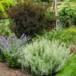 Calamintha Nepeta Subsp. Nepeta -Planticaa Sales Store x600 21364