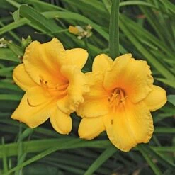 Hemerocallis (Daylily) 'Stella De Oro' - Reblooming -Planticaa Sales Store x600 21410