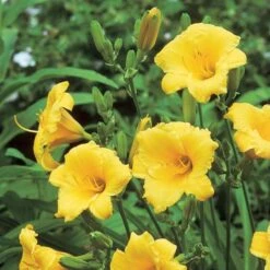 Hemerocallis (Daylily) 'Stella De Oro' - Reblooming -Planticaa Sales Store x600 21411