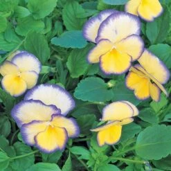 Viola 'Etain' -Planticaa Sales Store x600 21414