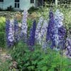 Delphinium Magic Fountains Strain 2 Delphinium Magic Fountains Strain -Planticaa Sales Store x600 21441