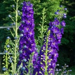 Delphinium Magic Fountains Strain -Planticaa Sales Store x600 21444