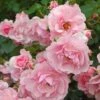 Rose Bonica® -Planticaa Sales Store x600 21447
