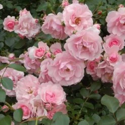 Rose Bonica® -Planticaa Sales Store x600 21448