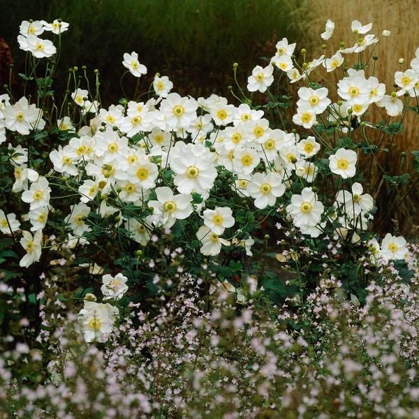 Anemone X Hybrida 'Honorine Jobert' 5 Anemone X Hybrida 'Honorine Jobert' - Image 3