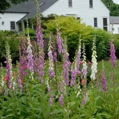 Digitalis Purpurea Excelsior Hybrids -Planticaa Sales Store x600 21466