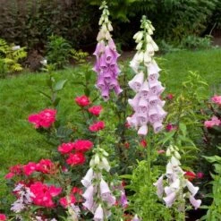 Digitalis Purpurea Excelsior Hybrids -Planticaa Sales Store x600 21467