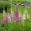 Digitalis Purpurea Excelsior Hybrids -Planticaa Sales Store x600 21469