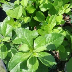 Compact Winterberry Duo -Planticaa Sales Store x600 21471 1