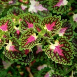 Hummingbird Annual Collection 25 Hummingbird Annual Collection -Planticaa Sales Store x600 21473