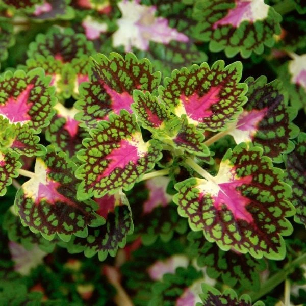 Hummingbird Annual Collection 12 Hummingbird Annual Collection - Image 10