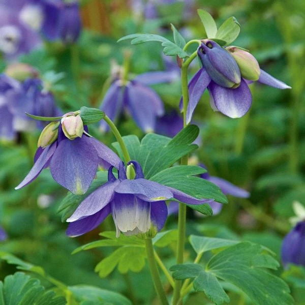 Aquilegia 'Blue Butterflies' 4 Aquilegia 'Blue Butterflies' - Image 2