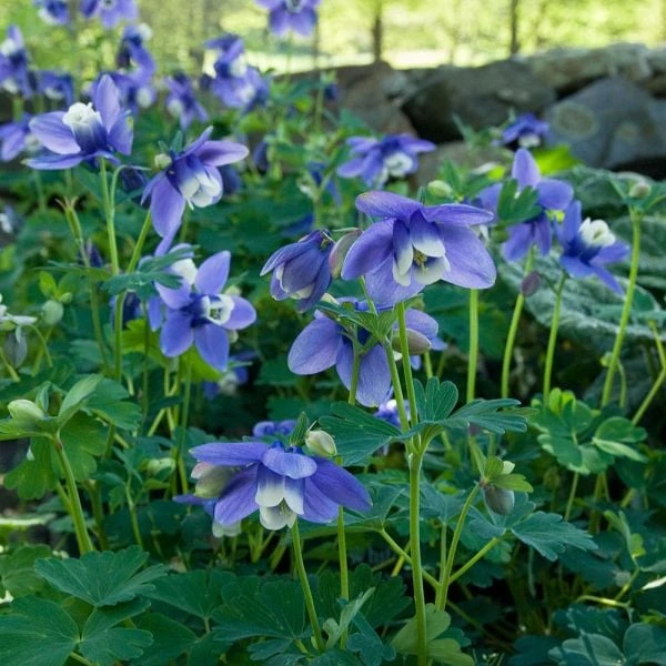 Aquilegia 'Blue Butterflies' 5 Aquilegia 'Blue Butterflies' - Image 3