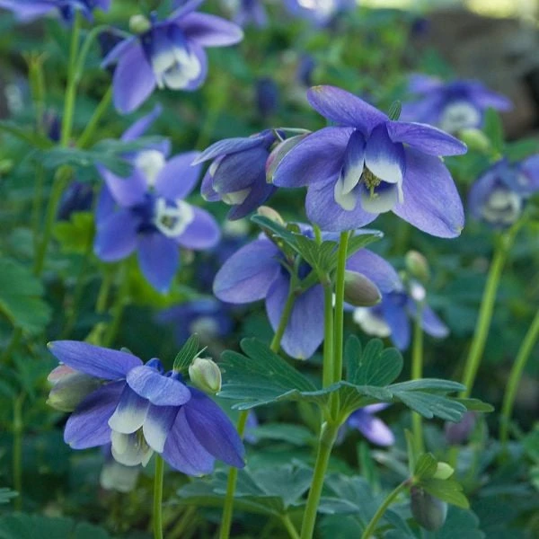Aquilegia 'Blue Butterflies' 6 Aquilegia 'Blue Butterflies' - Image 4