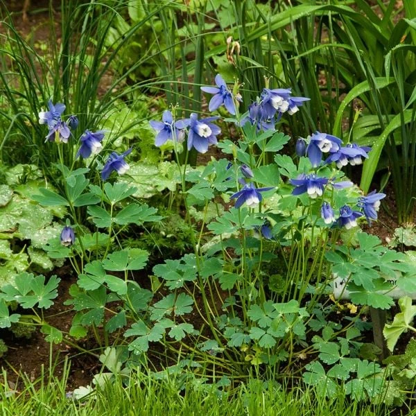 Aquilegia 'Blue Butterflies' 8 Aquilegia 'Blue Butterflies' - Image 6