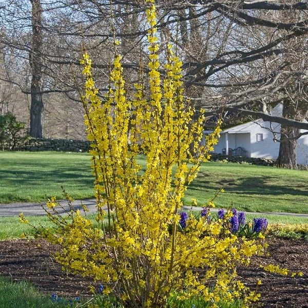 Forsythia X Intermedia Show Off® 3 Forsythia X Intermedia Show Off®