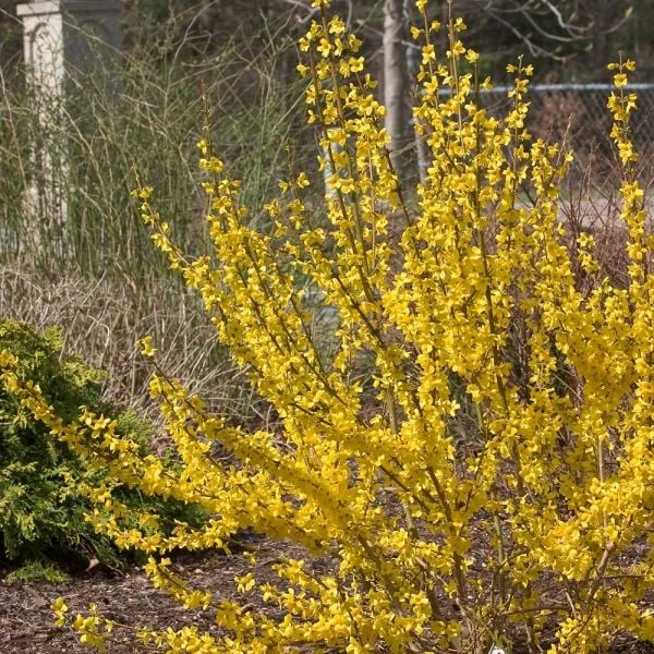 Forsythia X Intermedia Show Off® 4 Forsythia X Intermedia Show Off® - Image 2
