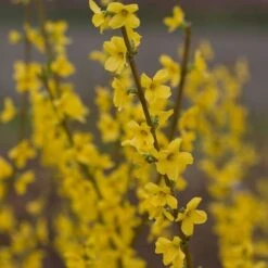 Forsythia X Intermedia Show Off® 8 Forsythia X Intermedia Show Off® -Planticaa Sales Store x600 21488