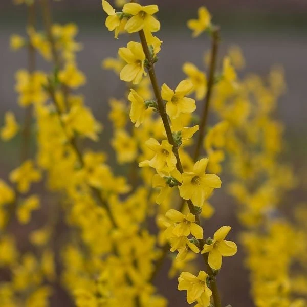 Forsythia X Intermedia Show Off® 5 Forsythia X Intermedia Show Off® - Image 3