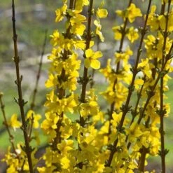 Forsythia X Intermedia Show Off® 9 Forsythia X Intermedia Show Off® -Planticaa Sales Store x600 21489