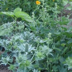 Eryngium Giganteum Miss Willmott's Ghost