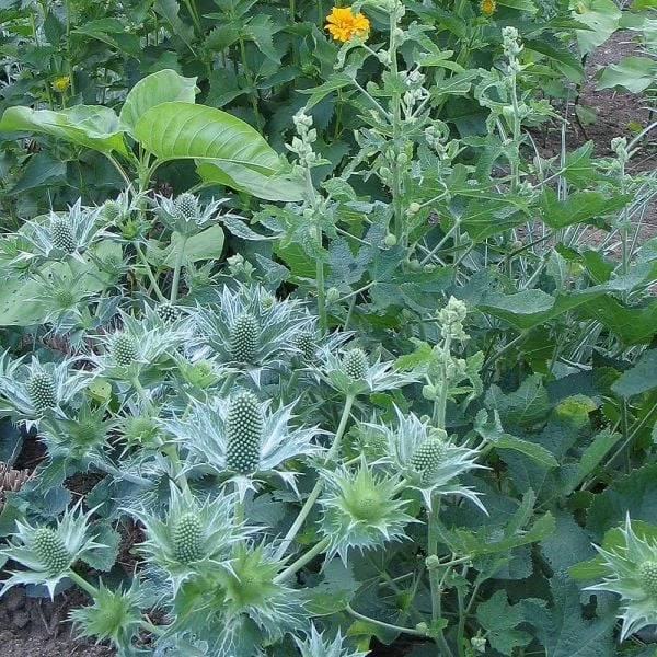 Eryngium Giganteum Miss Willmott's Ghost 3 Eryngium Giganteum Miss Willmott's Ghost
