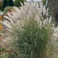 Ornamental Grass: Miscanthus Sinensis 'Silver Feather'