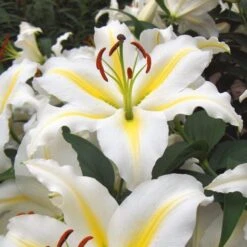 Extended-Season Lily Mix -Planticaa Sales Store x600 21514