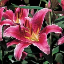 Extended-Season Lily Mix -Planticaa Sales Store x600 21515