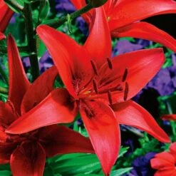 Extended-Season Lily Mix -Planticaa Sales Store x600 21516