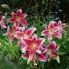 Lilium 'Stargazer' -Planticaa Sales Store x600 21517
