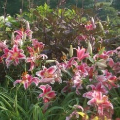 Lilium 'Stargazer' -Planticaa Sales Store x600 21519