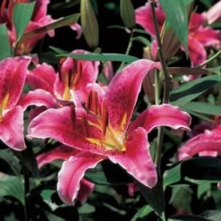 Lilium 'Stargazer' -Planticaa Sales Store x600 21522